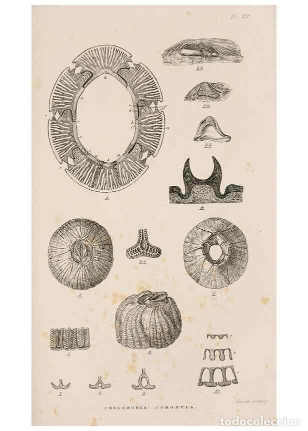 Sammeln von Zeitschriften und Zeitungen: Reproducci&oacute;n/Reproduction 7509373608: A monograph on the sub-class Cirripedia,. London,Ray society,1