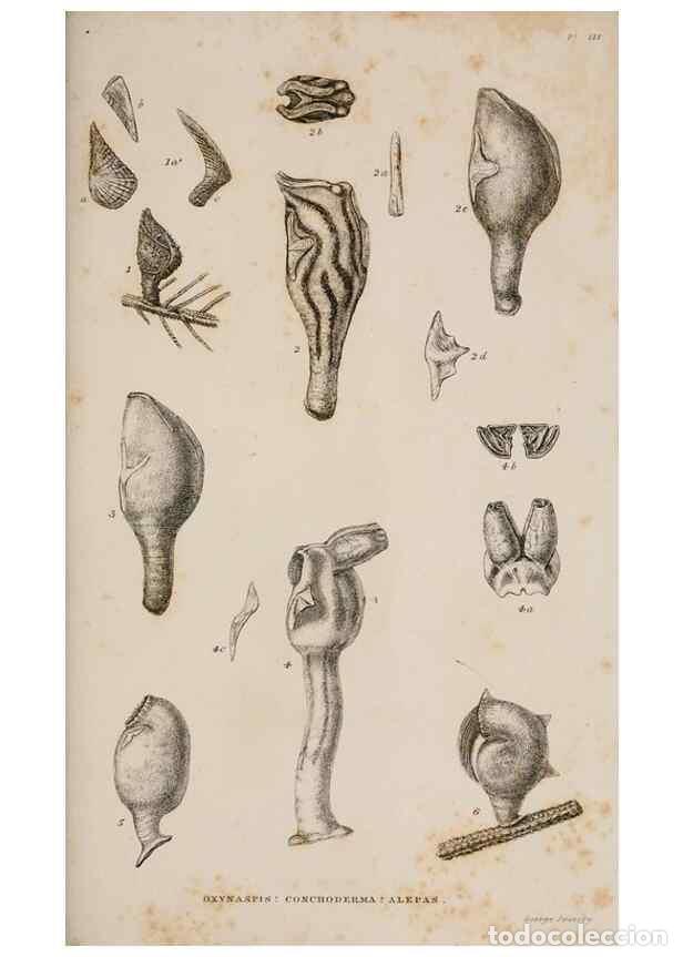 Collezionismo di Riviste e Giornali: Reproducci&oacute;n/Reproduction 7509045132: A monograph on the sub-class Cirripedia,. London,Ray society,1