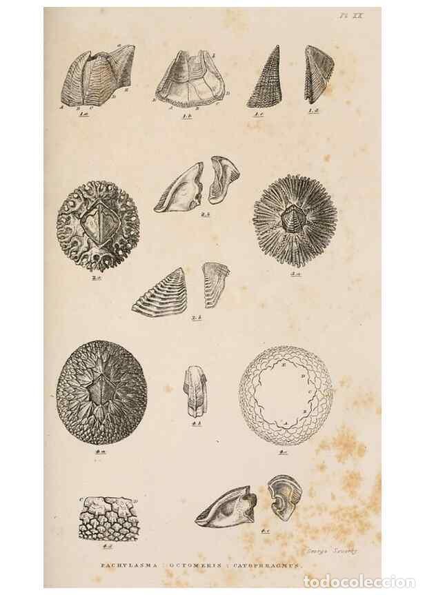 Collectionnisme de Revues et Journaux: Reproducci&oacute;n/Reproduction 7509384994: A monograph on the sub-class Cirripedia,. London,Ray society,1