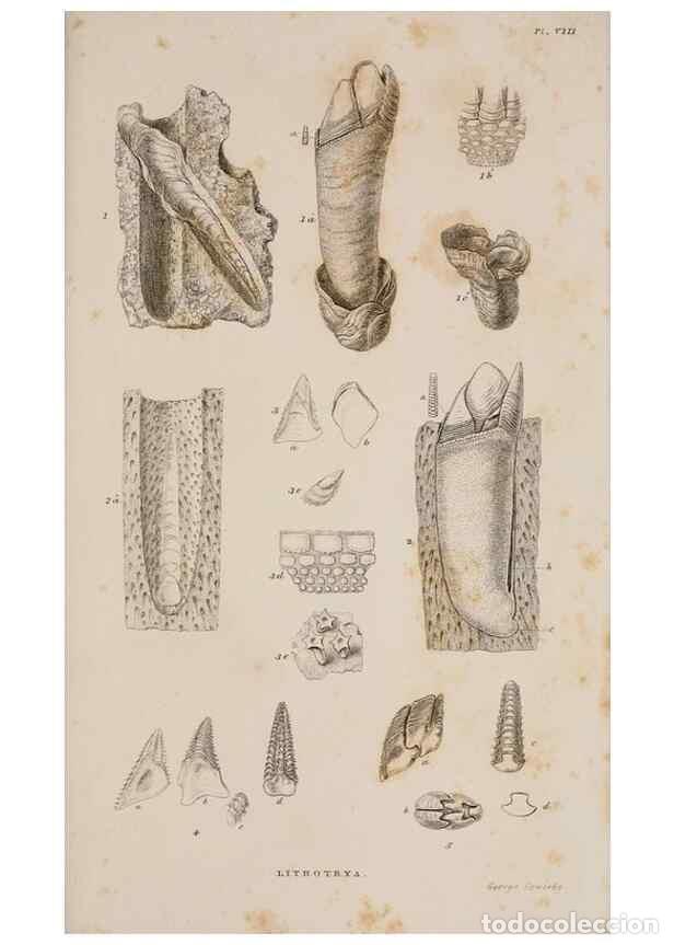 Colecionismo de Revistas e Jornais: Reproducci&oacute;n/Reproduction 7509050540: A monograph on the sub-class Cirripedia,. London,Ray society,1