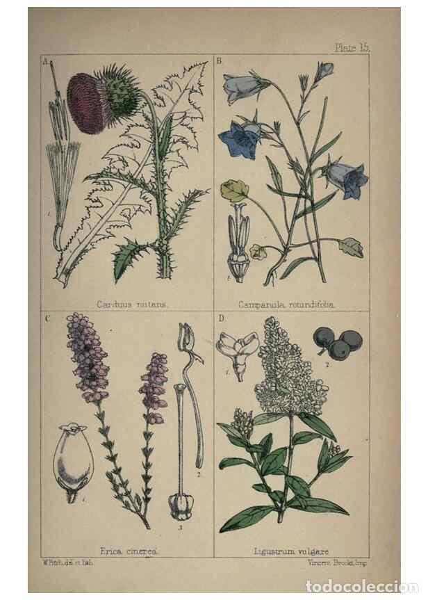 Collectionnisme de Revues et Journaux: Reproducci&oacute;n/Reproduction 7454761338: British wild flowers :. London,Reeve,1867. - Moore, Thomas,