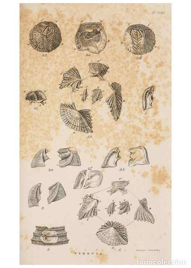 Collezionismo di Riviste e Giornali: Reproducci&oacute;n/Reproduction 7509387128: A monograph on the sub-class Cirripedia,. London,Ray society,1