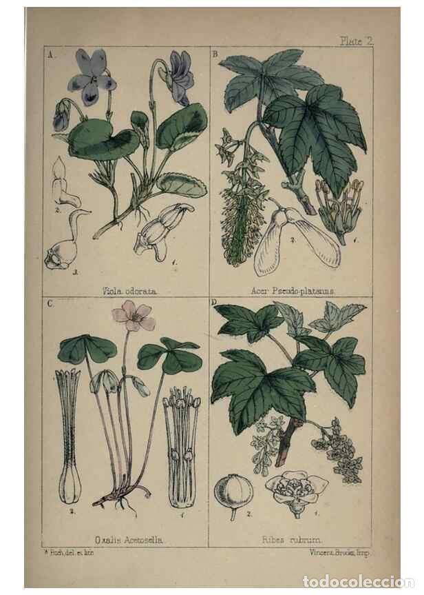 Sammeln von Zeitschriften und Zeitungen: Reproducci&oacute;n/Reproduction 7454746036: British wild flowers :. London,Reeve,1867. - Moore, Thomas,