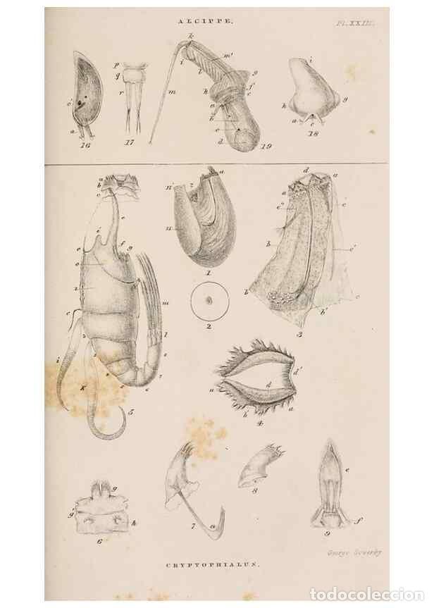 Collection Magazines and Newspapers: Reproducci&oacute;n/Reproduction 7509392504: A monograph on the sub-class Cirripedia,. London,Ray society,1