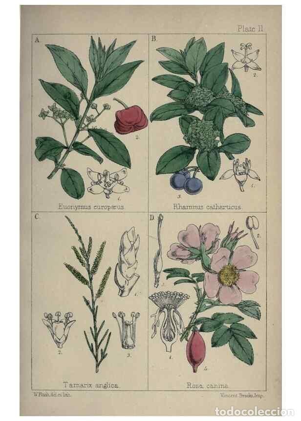Collezionismo di Riviste e Giornali: Reproducci&oacute;n/Reproduction 7454756494: British wild flowers :. London,Reeve,1867. - Moore, Thomas,