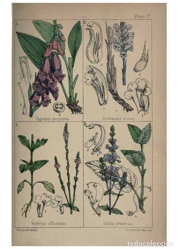 Collezionismo di Riviste e Giornali: Reproducci&oacute;n/Reproduction 7454763580: British wild flowers :. London,Reeve,1867. - Moore, Thomas,