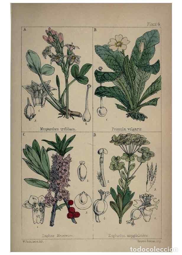 Colecionismo de Revistas e Jornais: Reproducci&oacute;n/Reproduction 7454748394: British wild flowers :. London,Reeve,1867. - Moore, Thomas,