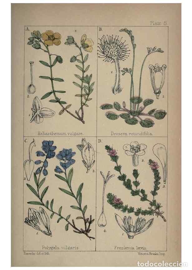 Collezionismo di Riviste e Giornali: Reproducci&oacute;n/Reproduction 7454753080: British wild flowers :. London,Reeve,1867. - Moore, Thomas,
