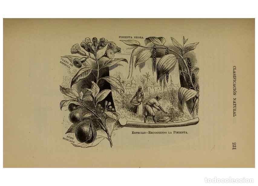 Collezionismo di Riviste e Giornali: Reproducci&oacute;n/Reproduction 7637185988: Libro primero de bot&aacute;nica (Reino vegetal). Nueva York,D. Apple