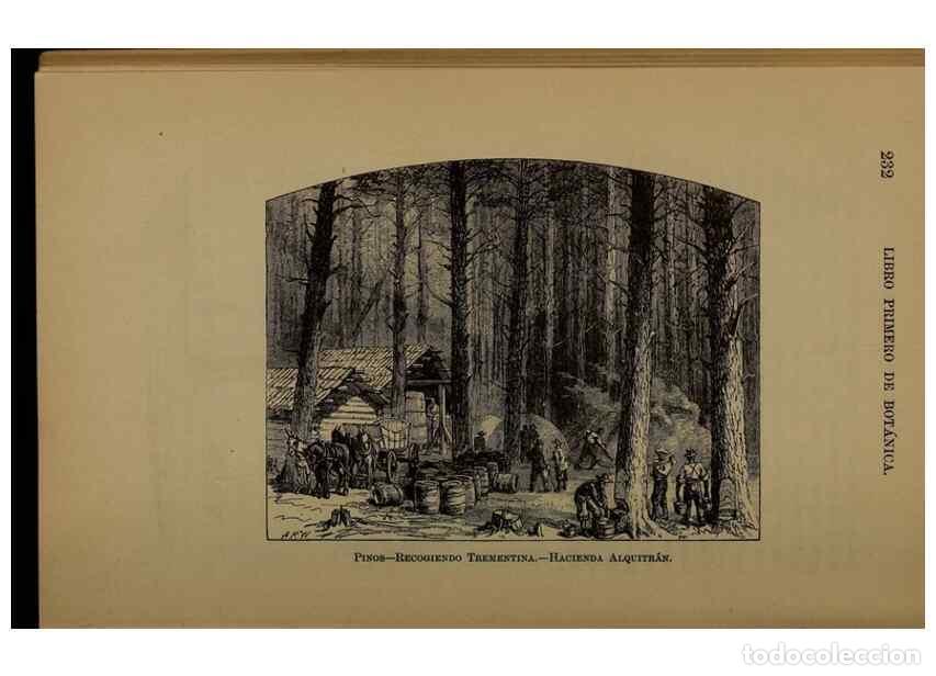 Collezionismo di Riviste e Giornali: Reproducci&oacute;n/Reproduction 7637187656: Libro primero de bot&aacute;nica (Reino vegetal). Nueva York,D. Apple