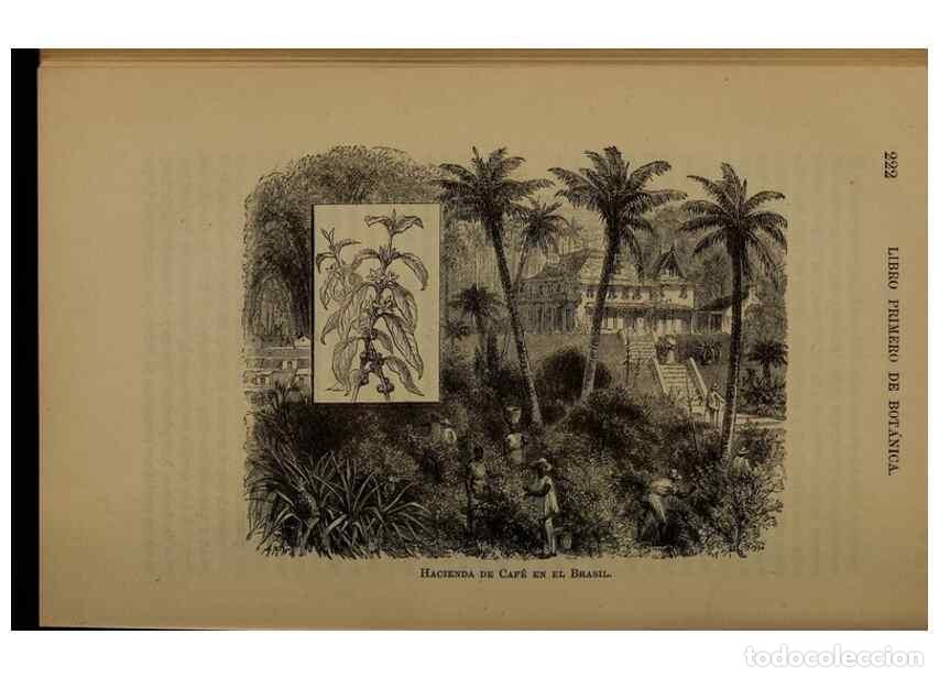 Collezionismo di Riviste e Giornali: Reproducci&oacute;n/Reproduction 7637181570: Libro primero de bot&aacute;nica (Reino vegetal). Nueva York,D. Apple