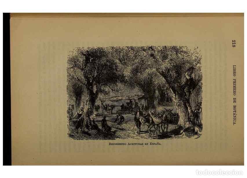 Collezionismo di Riviste e Giornali: Reproducci&oacute;n/Reproduction 7637180038: Libro primero de bot&aacute;nica (Reino vegetal). Nueva York,D. Apple