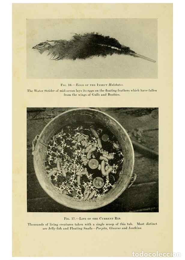 Collectionnisme de Revues et Journaux: Reproducci&oacute;n/Reproduction 7698590080: The Arcturus adventure :. New York :Putnam,1926. - Beebe, Will