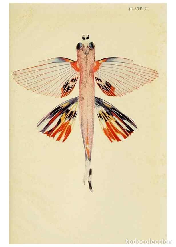 Colecionismo de Revistas e Jornais: Reproducci&oacute;n/Reproduction 7698591332: The Arcturus adventure :. New York :Putnam,1926. - Beebe, Will