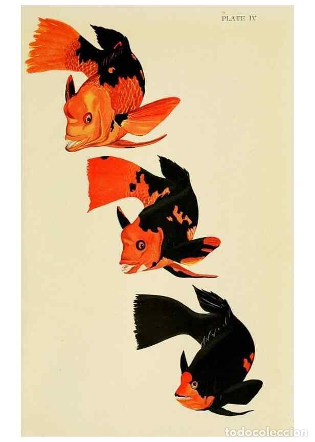 Coleccionismo de Revistas y Peri&oacute;dicos: Reproducci&oacute;n/Reproduction 7698611570: The Arcturus adventure :. New York :Putnam,1926. - Beebe, Will