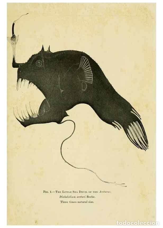 Collectionnisme de Revues et Journaux: Reproducci&oacute;n/Reproduction 7698573512: The Arcturus adventure :. New York :Putnam,1926. - Beebe, Will