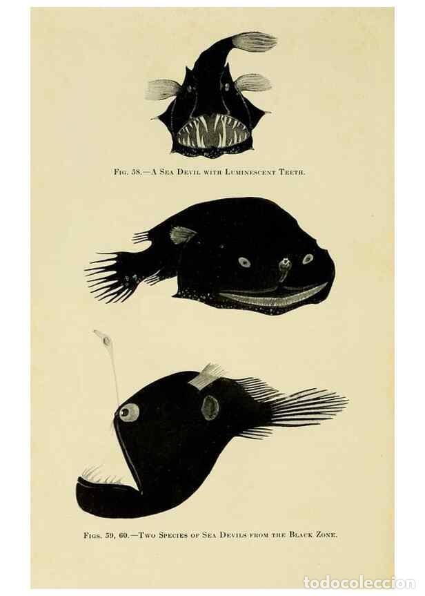 Coleccionismo de Revistas y Peri&oacute;dicos: Reproducci&oacute;n/Reproduction 7698638966: The Arcturus adventure :. New York :Putnam,1926. - Beebe, Will