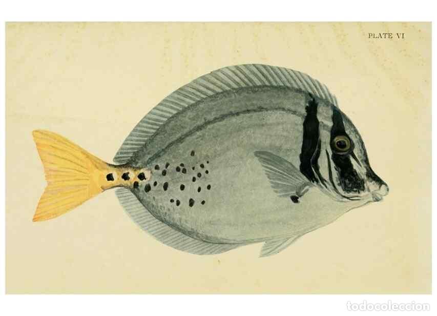 Sammeln von Zeitschriften und Zeitungen: Reproducci&oacute;n/Reproduction 7698626314: The Arcturus adventure :. New York :Putnam,1926. - Beebe, Will