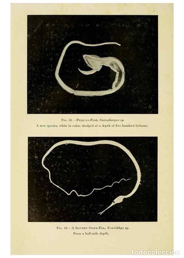 Sammeln von Zeitschriften und Zeitungen: Reproducci&oacute;n/Reproduction 7698634214: The Arcturus adventure :. New York :Putnam,1926. - Beebe, Will