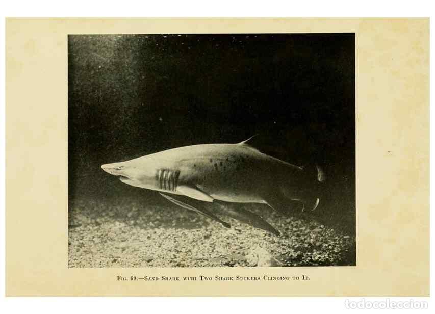 Collectionnisme de Revues et Journaux: Reproducci&oacute;n/Reproduction 7698647338: The Arcturus adventure :. New York :Putnam,1926. - Beebe, Will