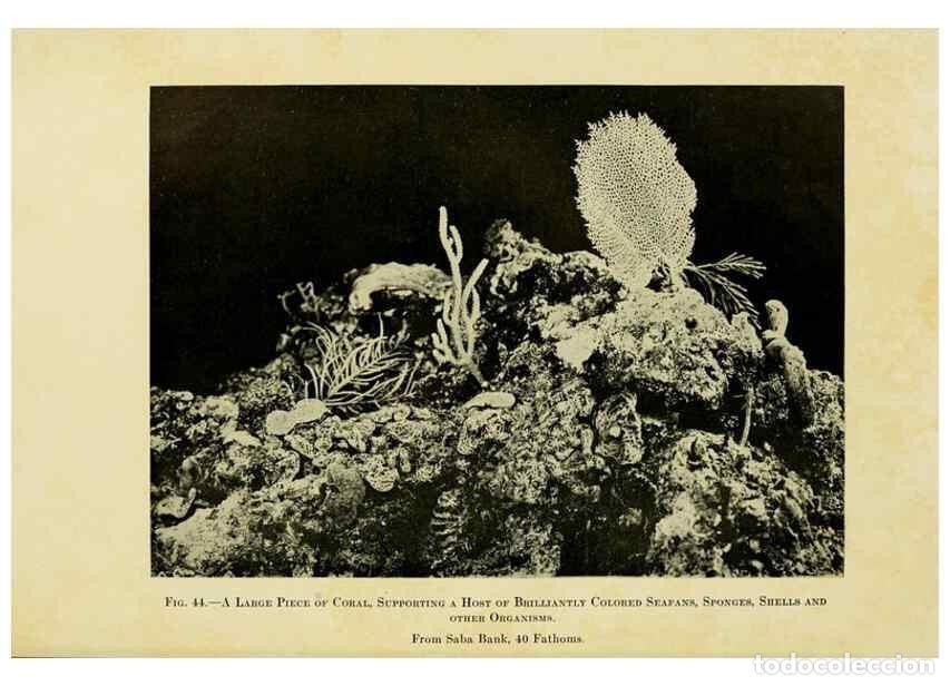 Collection Magazines and Newspapers: Reproducci&oacute;n/Reproduction 7698629130: The Arcturus adventure :. New York :Putnam,1926. - Beebe, Will