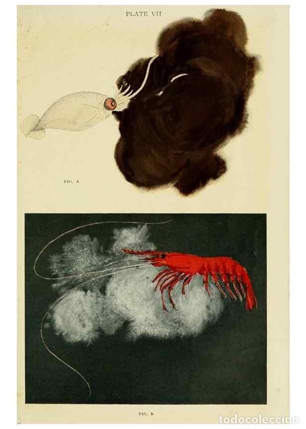 Collection Magazines and Newspapers: Reproducci&oacute;n/Reproduction 7698635052: The Arcturus adventure :. New York :Putnam,1926. - Beebe, Will