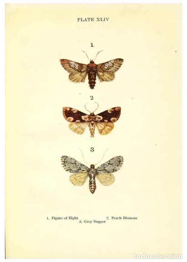 Coleccionismo de revistas y peri&oacute;dicos: Reproducci&oacute;n/Reproduction 9264545406: Butterflies and moths,. London & Edinburgh,T.C. & E.C. Jack[19