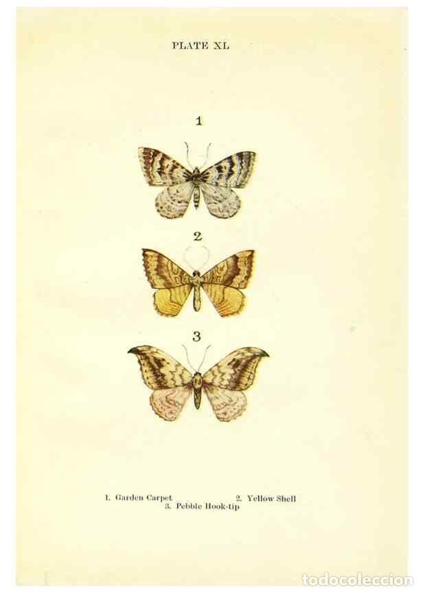 Coleccionismo de revistas y peri&oacute;dicos: Reproducci&oacute;n/Reproduction 9261766913: Butterflies and moths,. London & Edinburgh,T.C. & E.C. Jack[19