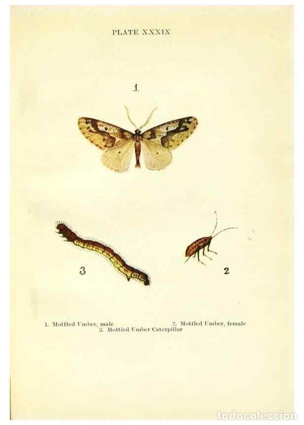 Coleccionismo de revistas y peri&oacute;dicos: Reproducci&oacute;n/Reproduction 9261766223: Butterflies and moths,. London & Edinburgh,T.C. & E.C. Jack[19
