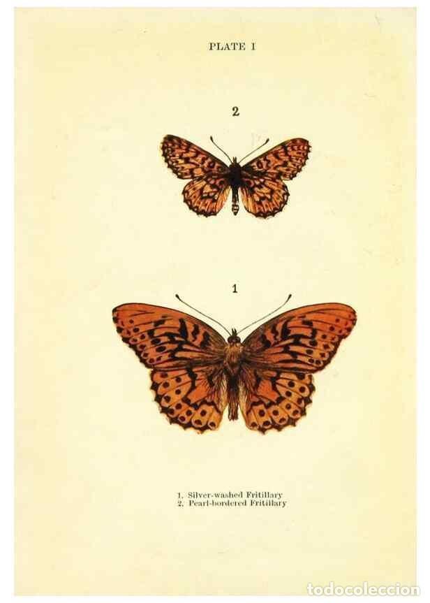 Coleccionismo de revistas y peri&oacute;dicos: Reproducci&oacute;n/Reproduction 9264512384: Butterflies and moths,. London & Edinburgh,T.C. & E.C. Jack[19