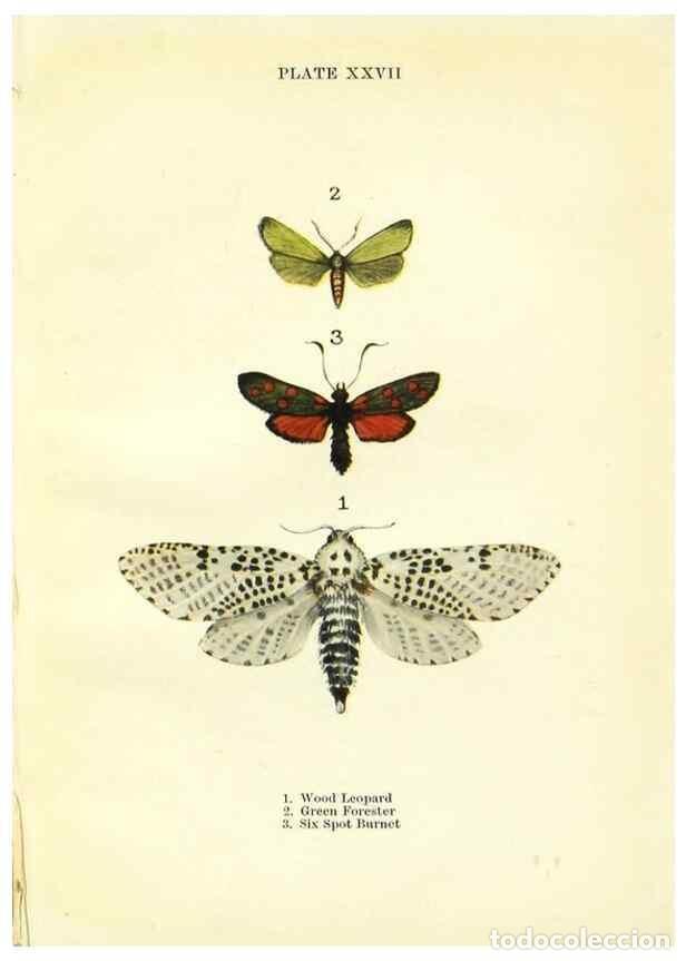 Coleccionismo de revistas y peri&oacute;dicos: Reproducci&oacute;n/Reproduction 9264533380: Butterflies and moths,. London & Edinburgh,T.C. & E.C. Jack[19