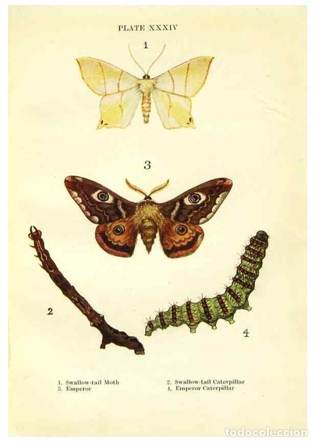 Coleccionismo de revistas y peri&oacute;dicos: Reproducci&oacute;n/Reproduction 9261763001: Butterflies and moths,. London & Edinburgh,T.C. & E.C. Jack[19