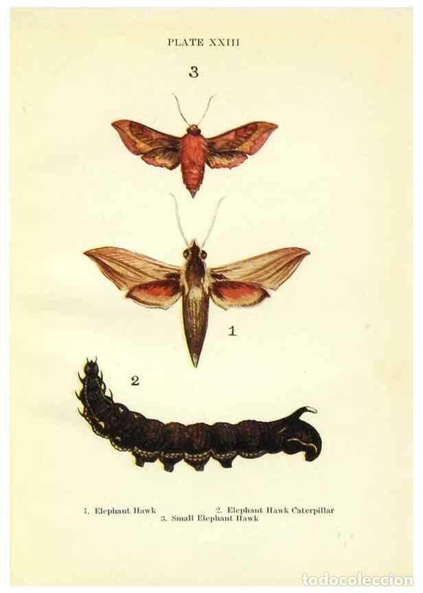 Coleccionismo de revistas y peri&oacute;dicos: Reproducci&oacute;n/Reproduction 9264530404: Butterflies and moths,. London & Edinburgh,T.C. & E.C. Jack[19