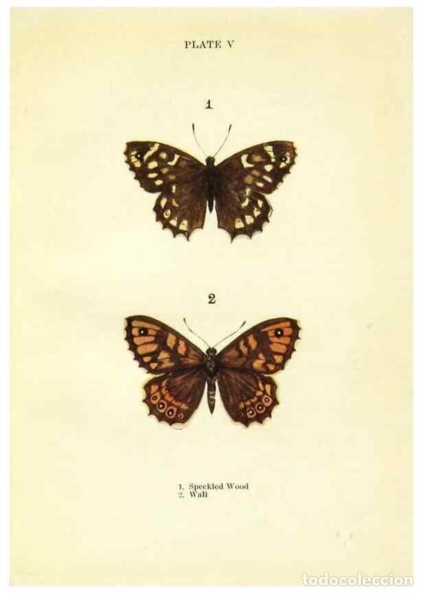 Coleccionismo de revistas y peri&oacute;dicos: Reproducci&oacute;n/Reproduction 9264515760: Butterflies and moths,. London & Edinburgh,T.C. & E.C. Jack[19