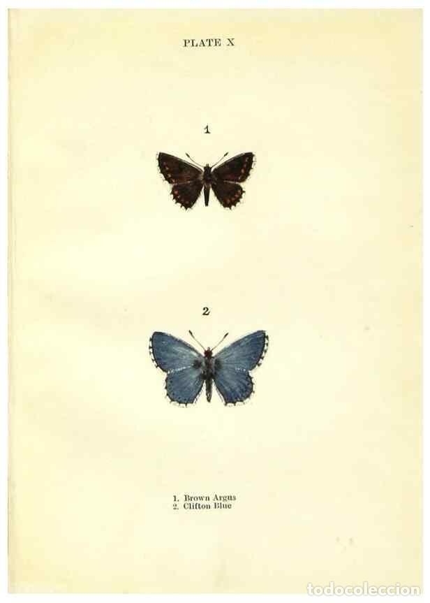 Coleccionismo de revistas y peri&oacute;dicos: Reproducci&oacute;n/Reproduction 9264519172: Butterflies and moths,. London & Edinburgh,T.C. & E.C. Jack[19