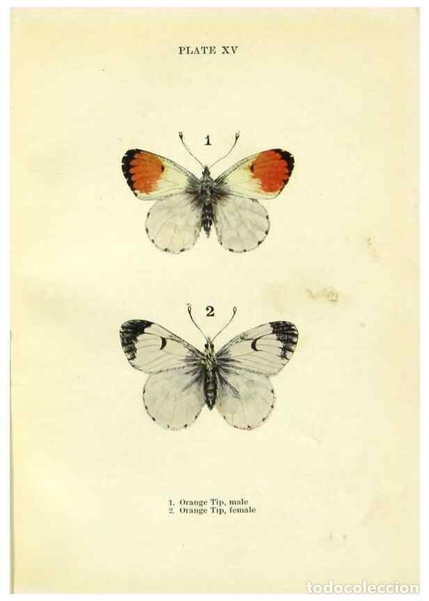 Coleccionismo de revistas y peri&oacute;dicos: Reproducci&oacute;n/Reproduction 9264523472: Butterflies and moths,. London & Edinburgh,T.C. & E.C. Jack[19