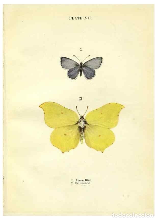 Coleccionismo de revistas y peri&oacute;dicos: Reproducci&oacute;n/Reproduction 9261745377: Butterflies and moths,. London & Edinburgh,T.C. & E.C. Jack[19