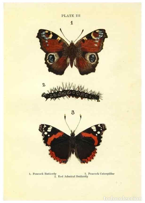 Coleccionismo de revistas y peri&oacute;dicos: Reproducci&oacute;n/Reproduction 9261739071: Butterflies and moths,. London & Edinburgh,T.C. & E.C. Jack[19