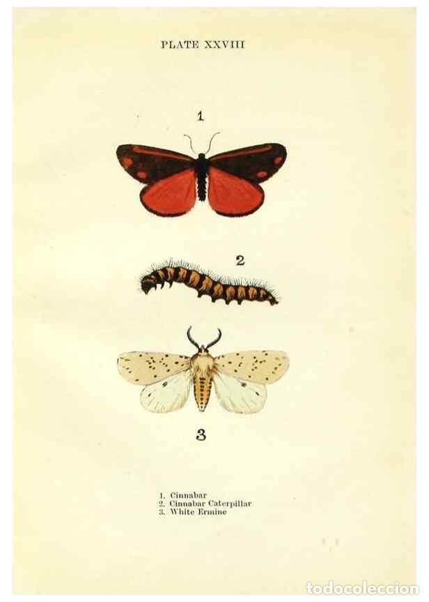 Coleccionismo de revistas y peri&oacute;dicos: Reproducci&oacute;n/Reproduction 9264534114: Butterflies and moths,. London & Edinburgh,T.C. & E.C. Jack[19