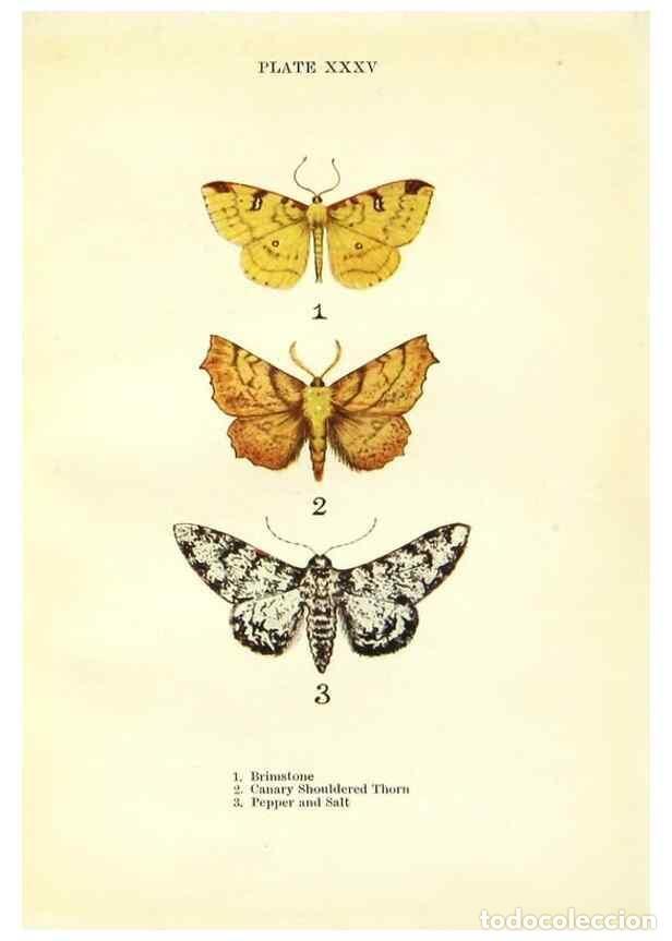 Coleccionismo de revistas y peri&oacute;dicos: Reproducci&oacute;n/Reproduction 9264539182: Butterflies and moths,. London & Edinburgh,T.C. & E.C. Jack[19