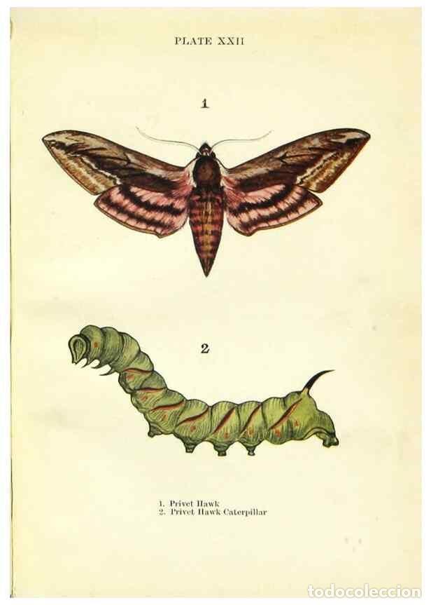 Coleccionismo de revistas y peri&oacute;dicos: Reproducci&oacute;n/Reproduction 9264529646: Butterflies and moths,. London & Edinburgh,T.C. & E.C. Jack[19