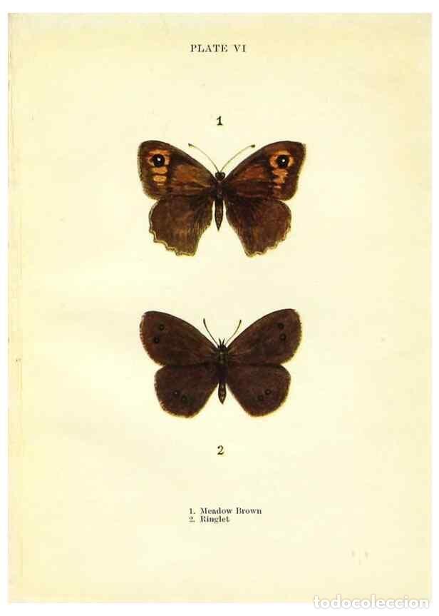 Coleccionismo de revistas y peri&oacute;dicos: Reproducci&oacute;n/Reproduction 9261741187: Butterflies and moths,. London & Edinburgh,T.C. & E.C. Jack[19