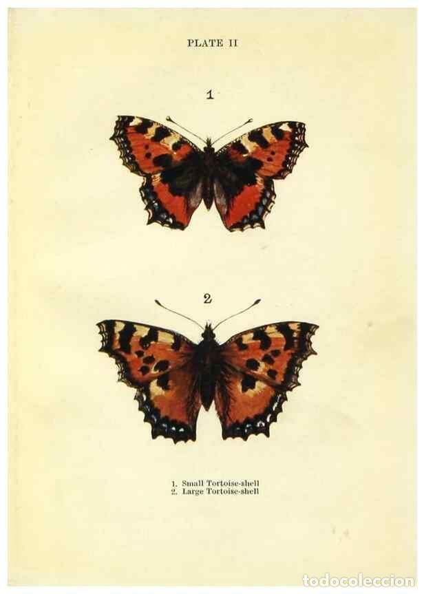 Coleccionismo de revistas y peri&oacute;dicos: Reproducci&oacute;n/Reproduction 9264513550: Butterflies and moths,. London & Edinburgh,T.C. & E.C. Jack[19