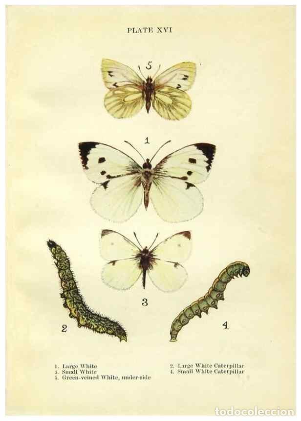 Coleccionismo de revistas y peri&oacute;dicos: Reproducci&oacute;n/Reproduction 9261748849: Butterflies and moths,. London & Edinburgh,T.C. & E.C. Jack[19