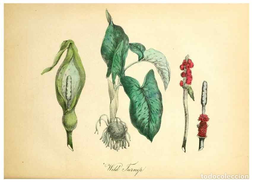 Collection Magazines and Newspapers: Reproducci&oacute;n/Reproduction 8079582921: The American flora :. New York :Hull & Spencer,1855. - Strong,