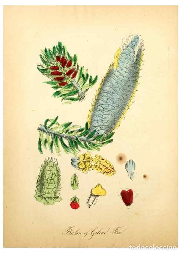 Sammeln von Zeitschriften und Zeitungen: Reproducci&oacute;n/Reproduction 8079577518: The American flora :. New York :Hull & Spencer,1855. - Strong,