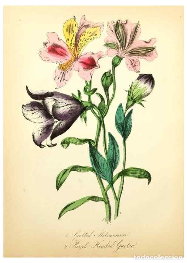 Sammeln von Zeitschriften und Zeitungen: Reproducci&oacute;n/Reproduction 8079584885: The American flora :. New York :Hull & Spencer,1855. - Strong,