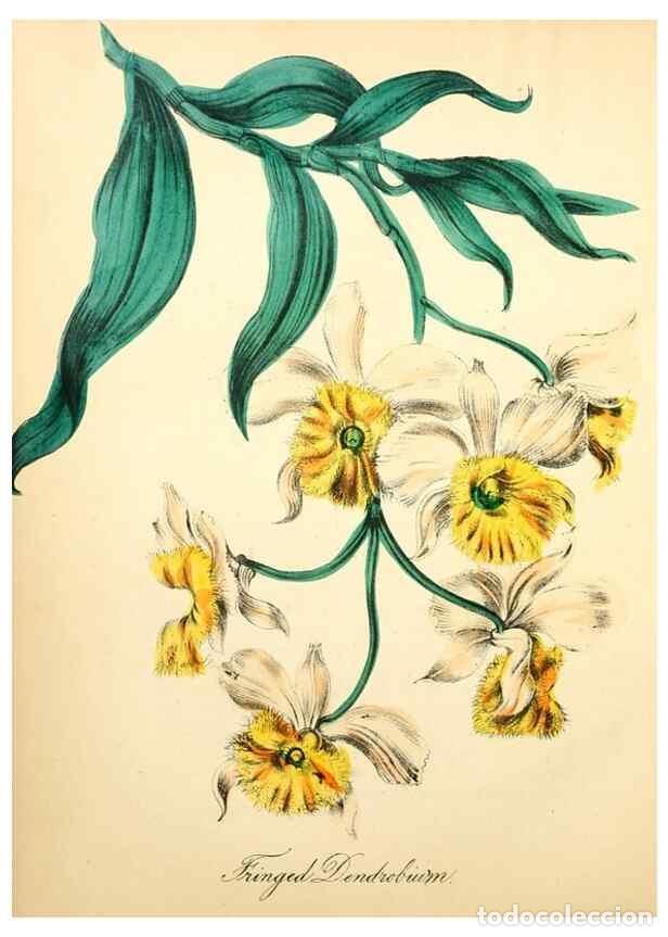 Collectionnisme de Revues et Journaux: Reproducci&oacute;n/Reproduction 8079585273: The American flora :. New York :Hull & Spencer,1855. - Strong,