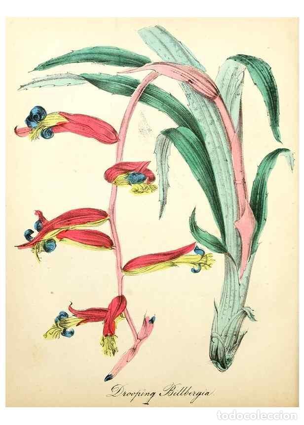 Sammeln von Zeitschriften und Zeitungen: Reproducci&oacute;n/Reproduction 8079580714: The American flora :. New York :Hull & Spencer,1855. - Strong,