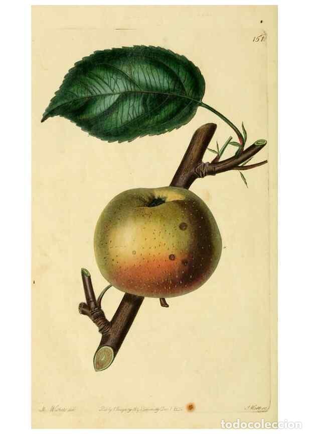 Sammeln von Zeitschriften und Zeitungen: Reproducci&oacute;n/Reproduction 8744844036: The Pomological magazine;. London;J. Ridgway. - Lindley, John,